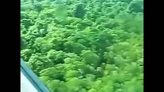 North sentinel island Rare footage 2018 [upl. by Allegna]