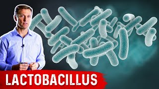 The Benefits of Lactobacillus a Friendly Microbe [upl. by Clara]