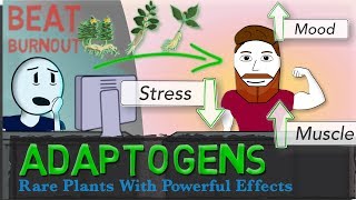 ADAPTOGENS EXPLAINED Ginseng Ashwagandha Rhodiola  Science of Stress [upl. by Eneroc]