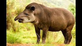 tapir sounds [upl. by Cati]