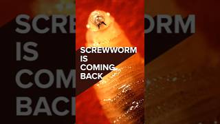 Screwworm is coming back [upl. by Sommer151]