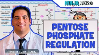 Metabolism  Regulation of Pentose Phosphate Pathway [upl. by Blackburn672]