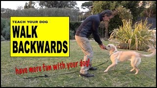 Teach Your Dog to Walk Backwards  Robert Cabral Dog Training [upl. by Alegnave988]