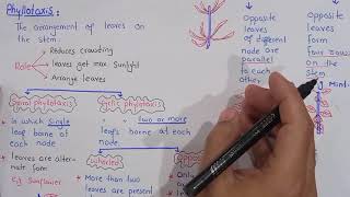 phyllotaxis  Phyllotaxis in plants  Class Bsc Botany [upl. by Leiso]