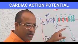 Cardiac Action Potential  Electrophysiology  Cardiomyocytes  Cardiology🫀 [upl. by Iren]