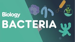 Structure of Bacteria  Cells  Biology  FuseSchool [upl. by Ahsuatan373]