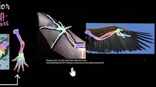 Homologous amp analogous structures  Heredity amp Evolution  Biology  Khan Academy [upl. by Patrice343]