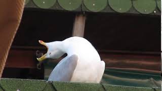 Seagull meme [upl. by Coco]