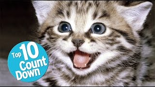 Top 10 Domesticated Cat Breeds [upl. by Kcirddahc]