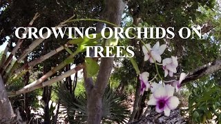 How to grow orchids on outside trees [upl. by Dielu]