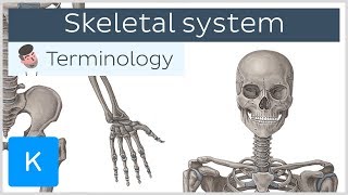 Skeletal system  Anatomical terminology for healthcare professionals  Kenhub [upl. by Cherian]