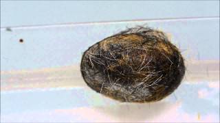 Caterpillar Cocoon Time Lapse [upl. by Chon]