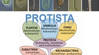 Kingdom Protista [upl. by Brnaby450]