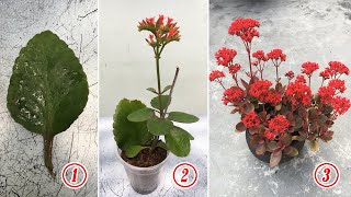 2 ways to propagate kalanchoe from single leaf [upl. by Furr954]