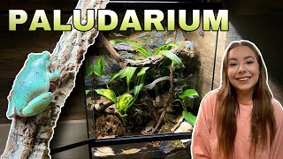 INCREDIBLE Tree Frog Paludarium Set Up [upl. by Naes]