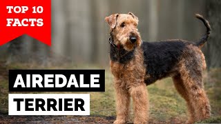 Airedale Terrier  Top 10 Facts [upl. by Kamillah]