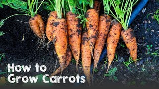 How to Grow Carrots from Seed to Harvest [upl. by Janis]