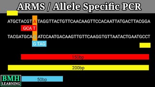 Allele Specific PCR  ARMS PCR [upl. by Lokkin283]