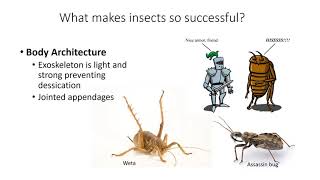 Introduction to Entomology [upl. by Notlew688]