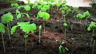 How to grow a forest in your backyard  Shubhendu Sharma [upl. by Arramat203]