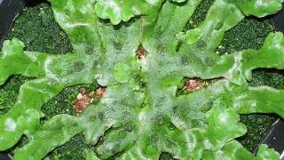 Growth of liverwort Marchantia polymorpha [upl. by Orlina]