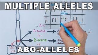 Multiple Alleles [upl. by Chrotoem]