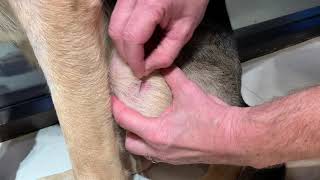 Superficial skin scraping technique in a dog [upl. by Engleman919]