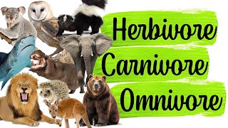 Science Quiz Herbivore Carnivore Omnivore  ANY 10 [upl. by Guthry860]