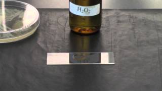 BIO 2192 UNIT 8  Catalase Test [upl. by Brunn765]