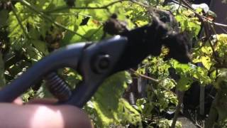 How I prune summer fruiting raspberries [upl. by Annoyt]