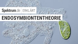 Endosymbiontentheorie  Spektrum erklärt [upl. by Odraccir169]