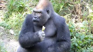 Dallas Zoo  seeing Gorilla eat banana [upl. by Anyrb559]