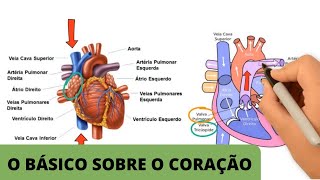 ANATOMIA E FISIOLOGIA CARDÍACA BÁSICA  O básico sobre o coração [upl. by Ibrik]