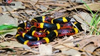 Coral Snake Vs Milksnake [upl. by Colver627]