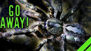 Fringed Ornamental Tarantula Poecilotheria ornata Care [upl. by Colbert]