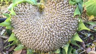 When and How to Harvest Sunflower Seed Heads [upl. by Eseekram]