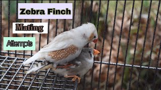 Zebra Finch Mating Attempts [upl. by Ihcego]