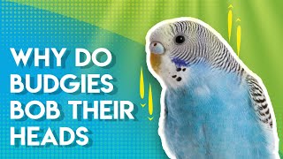 Why do Budgies BOB their Heads [upl. by Silrac]