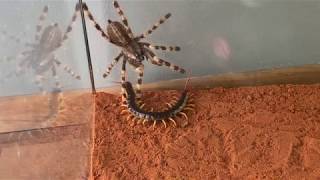 Giant Centipide vs Venemous Tarantula [upl. by Douville]