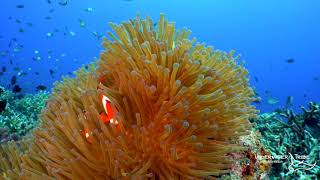 Clown Fish Swimming Around an Anemone [upl. by Asquith369]