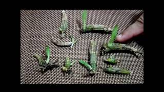 How to propagate dendrobium orchids the most effective way [upl. by Ellon]