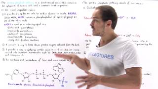 Introduction to Pentose Phosphate Pathway [upl. by Elleinaj]