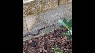 Rare Video Beautiful amp Deadly Coral Snake [upl. by Nirtiak]