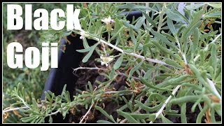 Black Goji  Black Wolfberry Lycium ruthenicum Plant Profile  Ninja Gardening  Episode 23 [upl. by Gensler411]