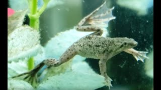 Introduction to African Dwarf Frogs Episode 1 [upl. by Nonnek]