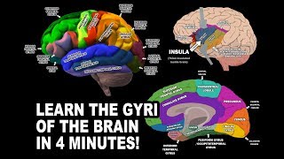 GYRI OF THE BRAIN  LEARN IN 4 MINUTES [upl. by Suicul]