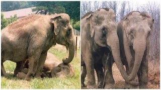 After 22 Years Apart Former Circus Elephants Share The Most Emotional Reunion [upl. by Seda123]