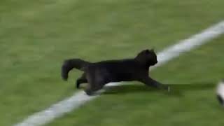 Black cat runs on field AND SCORES A GOAL [upl. by Jaela]