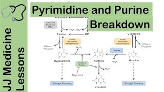 Purine and Pyrimidine Catabolism Pathway  Nucleotide Breakdown  Biochemistry Lesson [upl. by Irrep]