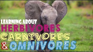 Learning About Herbivores Carnivores and Omnivores [upl. by Ahseirej]